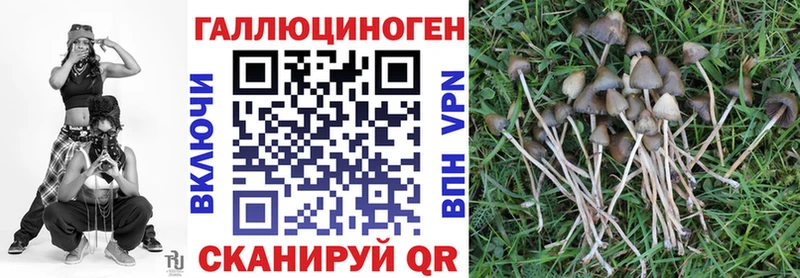 сколько стоит  Светогорск  Псилоцибиновые грибы Cubensis 